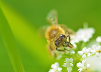 A bee collects pollen from a dandelion.