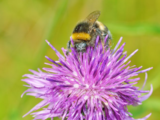 A bumblebee collects nectar from a flower.