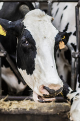 Obraz na płótnie Canvas Cow head face portrait