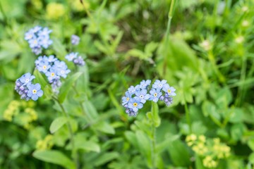 Bl&uuml;hende Alpen Vergissmeinnicht auf einer Blumenwiese, &Ouml;sterreich