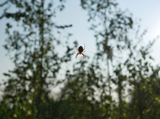 Polonne / Ukraine - 30 August 2018: spider hunted on the web in the woods