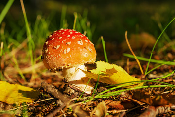 Non-edible poisonous red mushroom Amanita in a forest clearing among the grass, twigs and leaves of the forest autumn landscape
