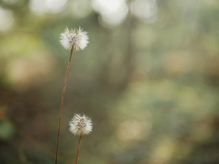 Polonne / Ukraine - 30 August 2018: Little dandelions in close-up. Beautiful fluffy flowers at blurred background