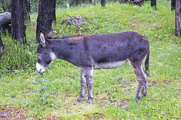 Young donkey eating thistle in valley near Elbrus