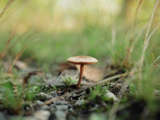 Polonne / Ukraine - 30 August 2018: A small mushroom sprouted on a green moss