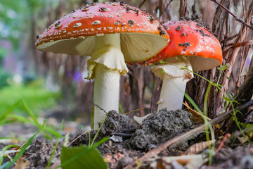 Non-edible poisonous red mushroom Amanita in a forest clearing among the grass, twigs and leaves of the forest autumn landscape
