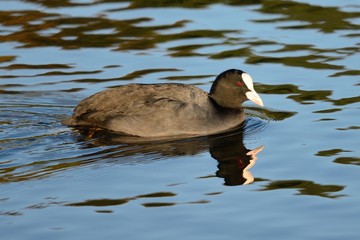 Close up of a coot swimming in the water