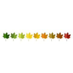 Autumn leaf set arranged in color palette in row