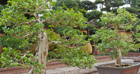 Chinese potted plant in garden