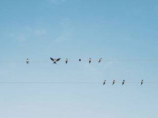 Polonne / Ukraine - 31 August 2018: swallows on wires in the background of a clean sky