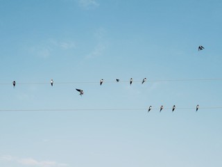 Polonne / Ukraine - 31 August 2018: swallows on wires in the background of a clean sky