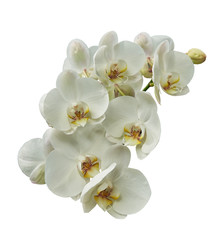 Naklejka na ściany i meble Beautiful white orchids. Isolated on a white background