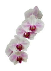 Fototapeta na wymiar White orchids with red streaks. Isolated on a white background