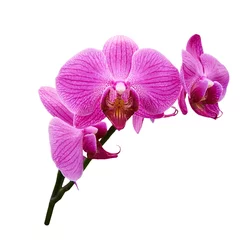 Door stickers Orchid White purple orchids (Latin Orchidaceae). Isolated on a white background