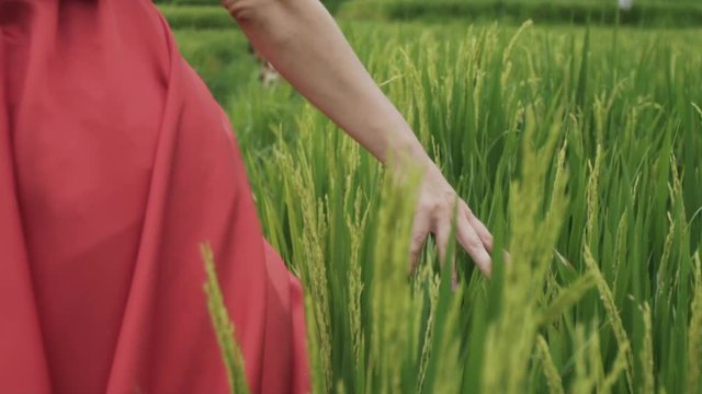 A close-up of the girl's hand touches and strokes the tender spikelets in the field, the model touches the growing green rice, enjoys nature, admires the beauty of the green field, slow-motion