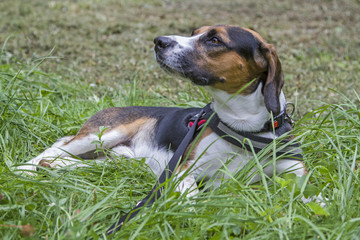 Beagle auf der Wiese