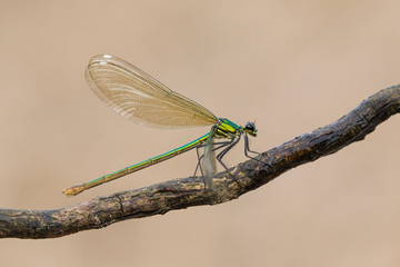 Damigella femmina (Calopteryx virgo)
