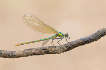 Damigella femmina (Calopteryx virgo)