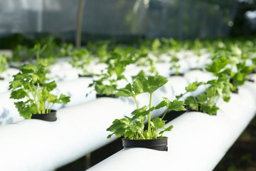 Hydroponics celery green vegetables in black plastic cup on the white rails.