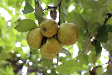 Manzanas de Sidra