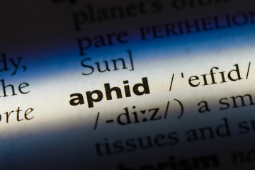 aphid