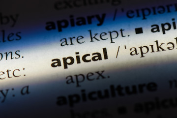 Obraz premium apical