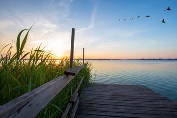 Wooden footbridge and flying swans during sunrise at Powidzkie lake in Poland.