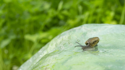 Snail walking on vegetable plots Fresh green leaves salad background in greenhouse hydroponics garden concept healthy food , Close up.