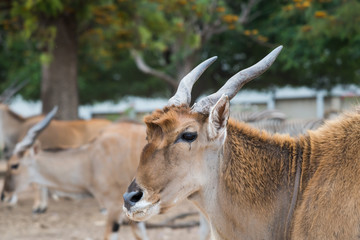 Morning Tour at Ramat Gan Safari Park