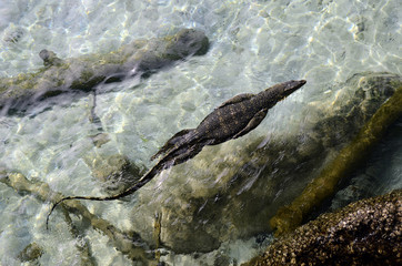 Monitor Lizard swimming, Pulau Weh, Sumatra, Indonesia