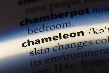  chameleon © Casimiro