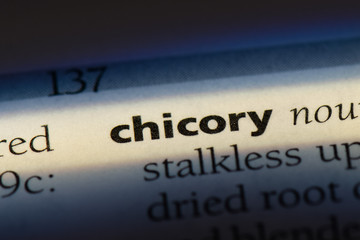  chicory