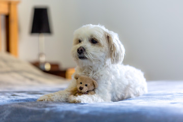 Small female dog in the bedroom with a small teddy bear 