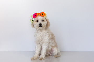Cute young female dog with flower wreath on her head