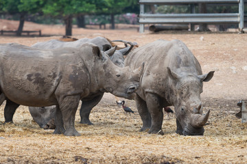 Fototapeta premium Morning Tour at Ramat Gan Safari Park