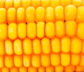 Background ripe corn.