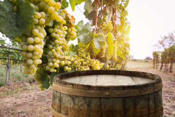 vineyard with ripe grapes in countryside at sunset