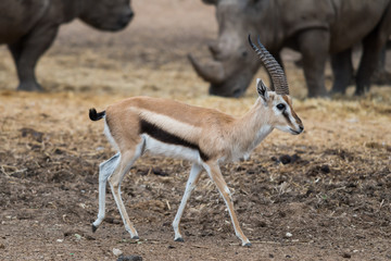 Morning Tour at Ramat Gan Safari Park