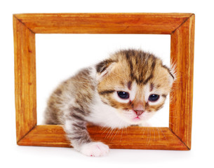 Little kitty in a wooden frame.