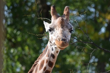 giraffe