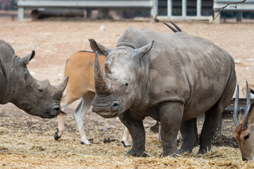 Fototapeta premium Morning Tour at Ramat Gan Safari Park