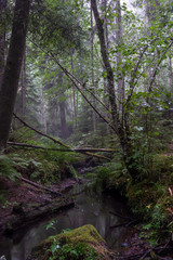 Forest creek-vertical