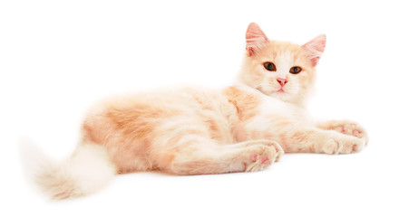 Obraz premium Red house cat.