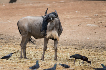 Morning Tour at Ramat Gan Safari Park
