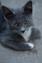 Obraz premium Lovely kitty with grey fur