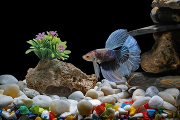 Fighting fish, Siamese fish, in a fish tank decorated with pebbles and trees, Black background.