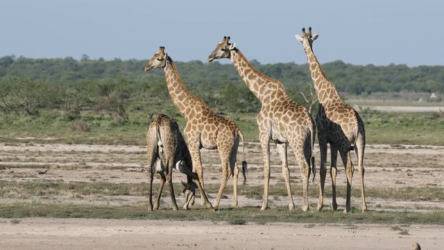 Giraffes (Giraffa camelopardalis) on the plains of Etosha National Park, Namibia