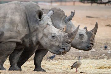 Morning Tour at Ramat Gan Safari Park