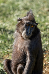  Sulawesi black crested macaque -3
