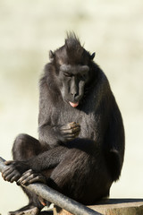  Sulawesi black crested macaque -2